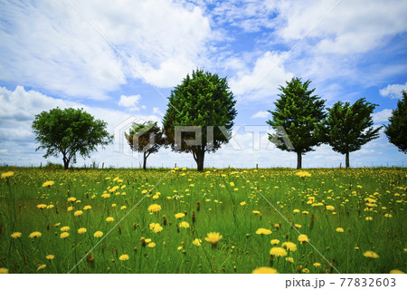 Flowery landscape, La Pampa, Argentina 77832603