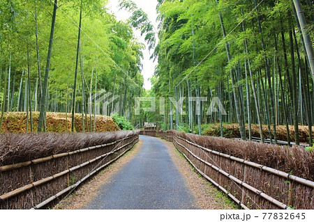 京都の竹林 向日市 竹の径 京都の竹林 向日市 竹の径 77832645