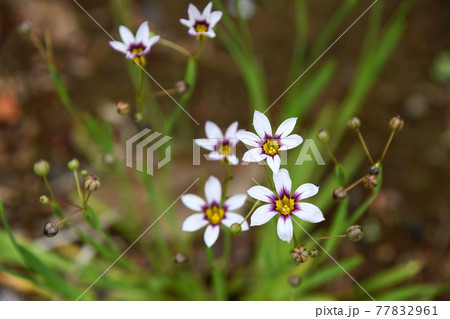 ニワゼキショウ(庭石菖) ニワゼキショウ(庭石菖) 77832961