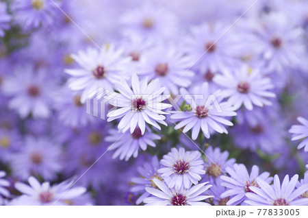 紫色のノコンギク（野紺菊）の花が咲いています。 77833005