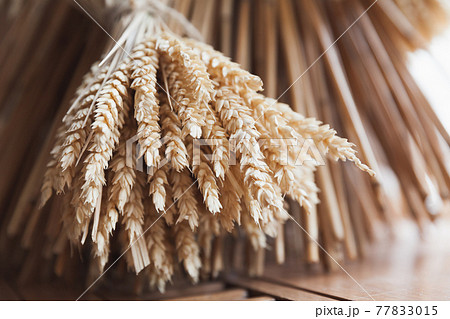 A bunch of dry ears, close up photo 77833015