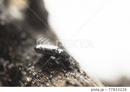 イオウマメクワガタ　白バック　昆虫　マメクワガタ　クワガタ　虫　 77833226