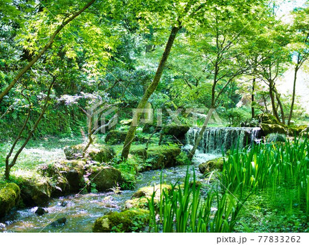 柏崎市 赤坂山公園の新緑の写真素材