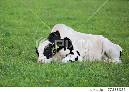 牧場の風景・ホルスタイン 77833325