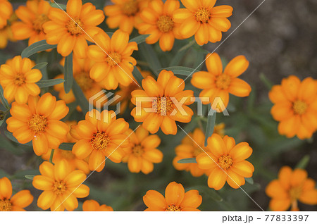公園にオレンジ色のジニアの花が咲いています 名前はリネアリスです の写真素材