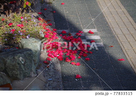 落ちたサザンカ 77833515