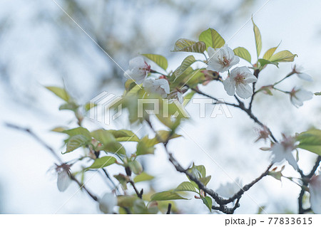 鹿児島県の日本100名山、開聞岳山道の山桜 77833615