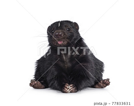 Skunk on white background 77833631