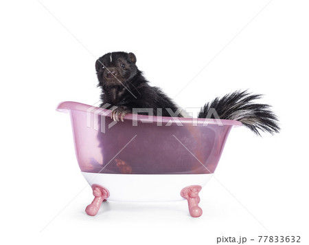 Skunk on white background Skunk on white background 77833632