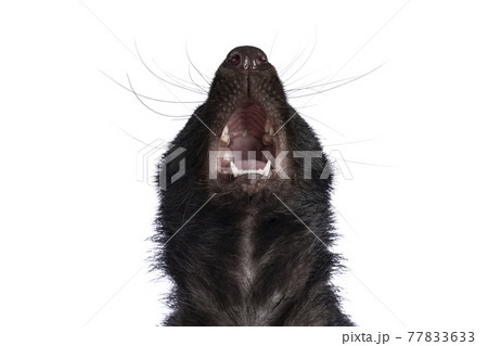 Skunk on white background 77833633