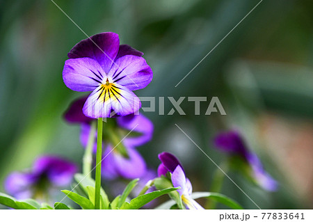 ビオラ 77833641
