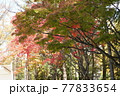 とある公園の素朴な紅葉 77833654