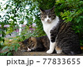昼寝をする野良猫とにらむ猫 77833655