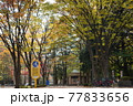 まちなかの紅葉アーチ 77833656