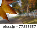 昼間の公園に紅葉1枚 77833657