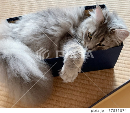 せ、せまい 77835074