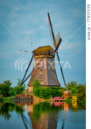 Windmills at Kinderdijk in Holland. Netherlands 77835539