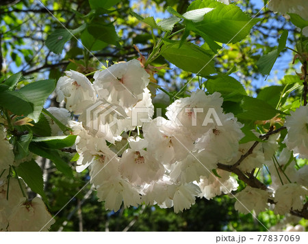 サトザクラ　ヤエザクラ　八重桜　ボタンザクラ 77837069