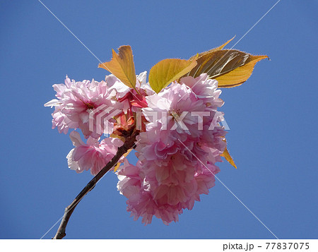 サトザクラ　ヤエザクラ　八重桜　ボタンザクラ 77837075