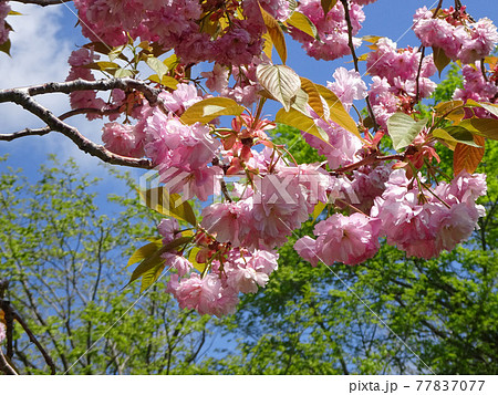 サトザクラ　ヤエザクラ　八重桜　ボタンザクラ 77837077