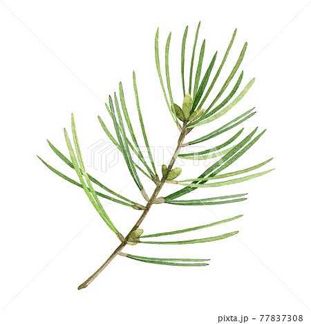 Pine tree branch. Watercolor illustration. Hand drawn evergreen pine tree element. Spruce branch with evergreen needles. Traditional festive decor fir object on white background 77837308