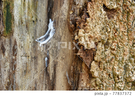 a lotion cream apply to the tree trunk skin is diseased, a sick tree and skin care healing concept 77837372