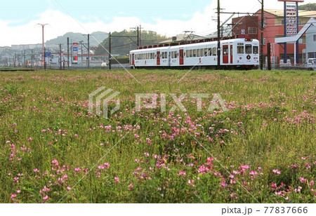 れんげ草満開の和歌山電鉄貴志川線沿線 れんげ草満開の和歌山電鉄貴志川線沿線 77837666