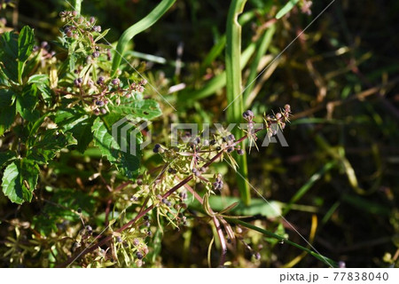 ヤエムグラの花と実 ヤエムグラの花と実 77838040