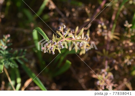 ヤエムグラの花と実 ヤエムグラの花と実 77838041