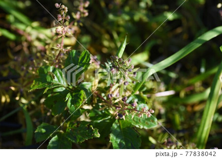 ヤエムグラの花と実 77838042