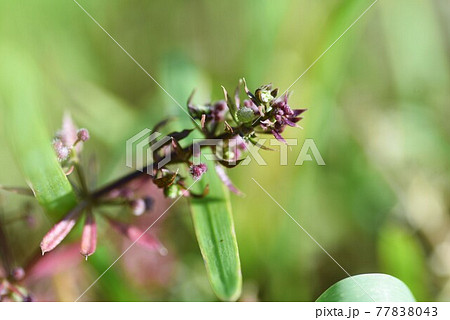 ヤエムグラの花と実 77838043
