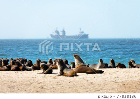 Fur seal colony enjoy the heat of the sun Fur seal colony enjoy the heat of the sun 77838136
