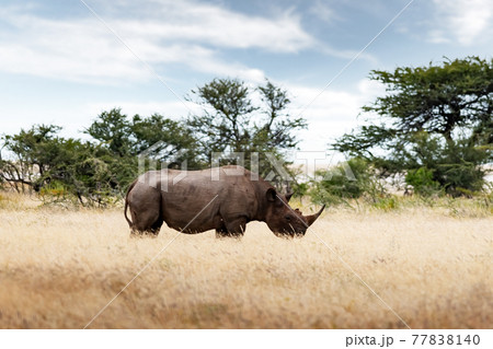 African white rhino at Etosha National park African white rhino at Etosha National park 77838140