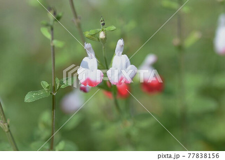 ホットリップス ホットリップス 77838156