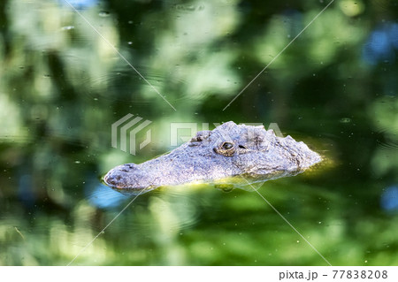 Big african alligator crocodile in the green water closeup Big african alligator crocodile in the green water closeup 77838208