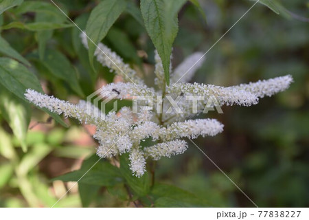 アスチルベの花 アスチルベの花 77838227