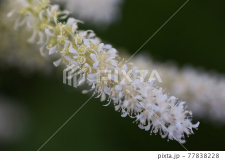 アスチルベの花 77838228