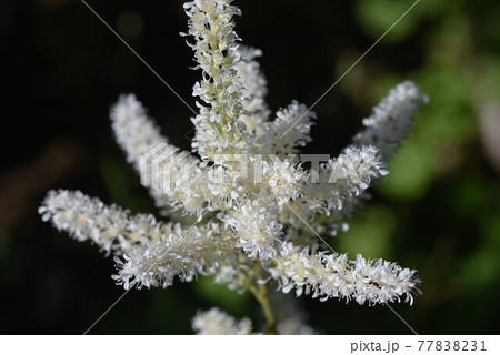 アスチルベの花 アスチルベの花 77838231