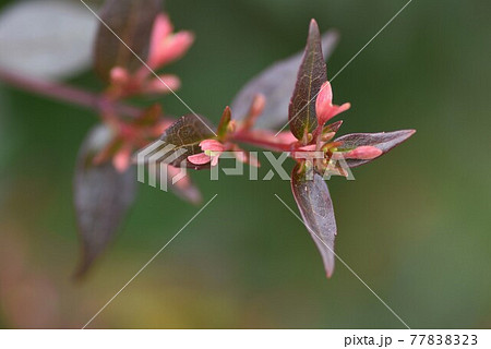 アベリアのツボミと開花 アベリアのツボミと開花 77838323