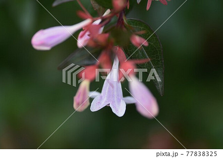 アベリアのツボミと開花 77838325