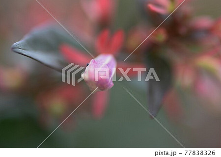 アベリアのツボミと開花 77838326