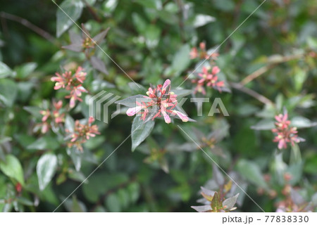 アベリアのツボミと開花 アベリアのツボミと開花 77838330