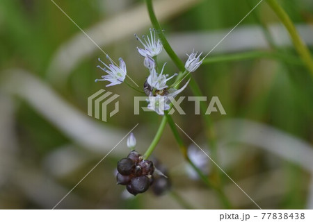 ノビル(野蒜)の花 ノビル(野蒜)の花 77838438