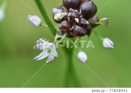 ノビル（野蒜）の花 77838441