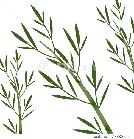Bamboo on the white background vector 77838510