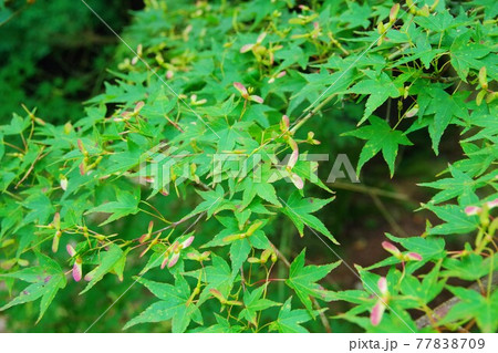 もみじの実　種 77838709