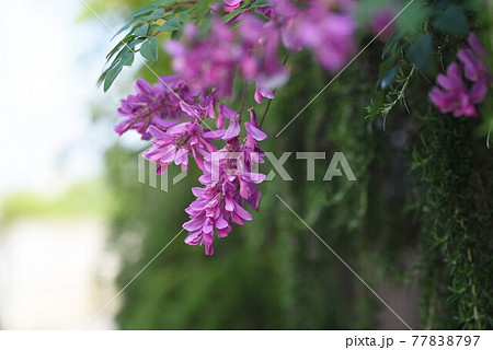 ニワフジの花 77838797