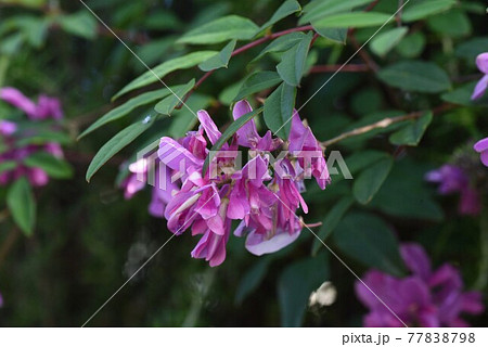ニワフジの花 77838798