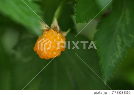 カジイチゴ(梶苺)の花と実 カジイチゴ(梶苺)の花と実 77838836