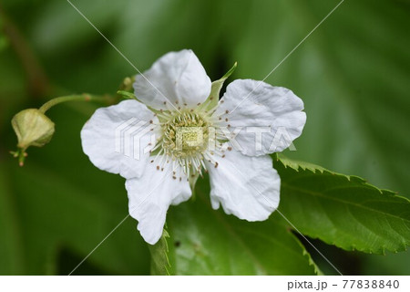 カジイチゴ（梶苺）の花と実 77838840